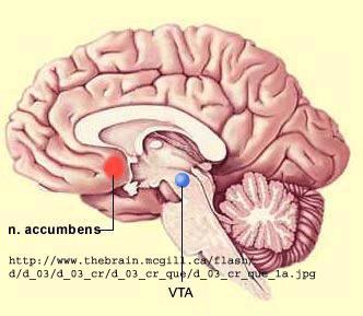 Addiction: Brain Reward Center Ventral Tegmental Area (VTA): communicates with NA and Frontal Cortex Target for Cocaine,