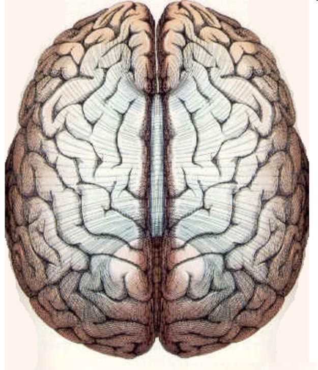 the neurons) Cerebrum (cortex): Higher brain function thinking, emotions, senses, memory