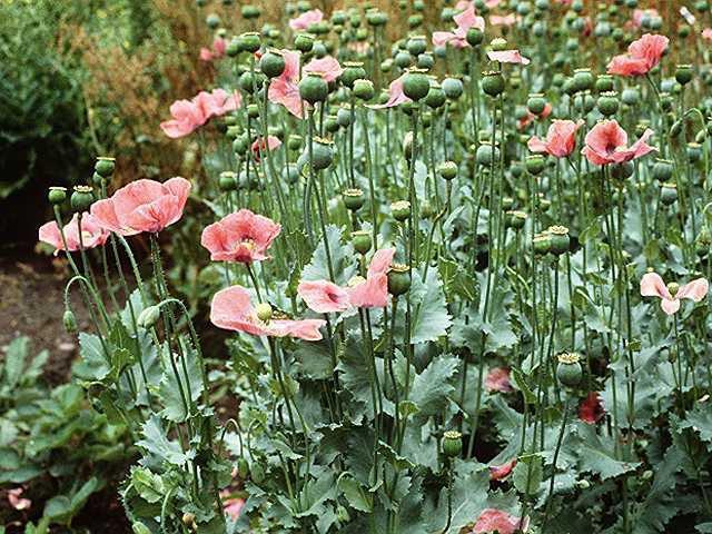 OPioids Opium is derived from the juice of the opium poppy, Papaver somniferum The natural products include morphine, codeine, papaverine & thebaine