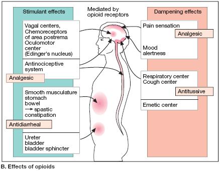 Analgesia [in acute & chronic pain] Euphoria & sedation Respiratory depression Depression of