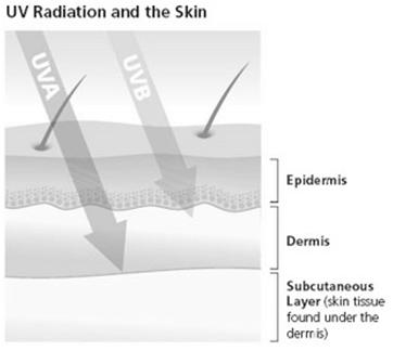 Journal of Medicine 4/19/2012 UVB Rays: Damage more superficial skin cells Chief cause of sunburn