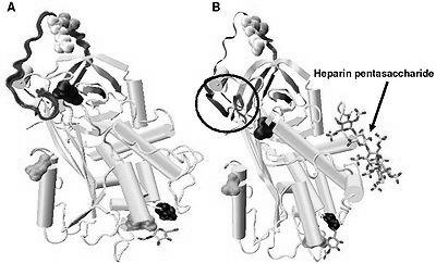 Anti-hemostatic mechanisms Inactivation of thrombin: Antithrombin (III)/ heparin produced by