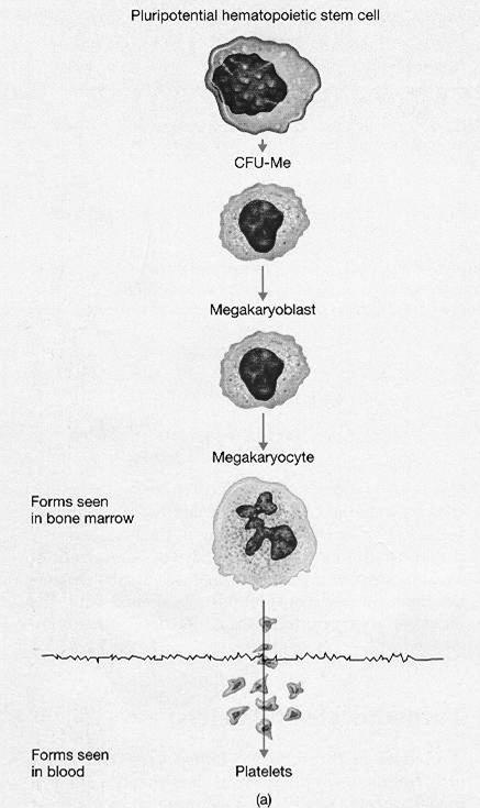 Thrombocytes Colony Forming Unit-Megakaryocytes Thrombopoietin (glycoprotein): liver, kidney megakaryocyte thrombopoietin