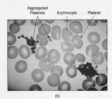 remaining, unbound thrombopoietin in plasma is available to promote megakaryocyte proliferation.