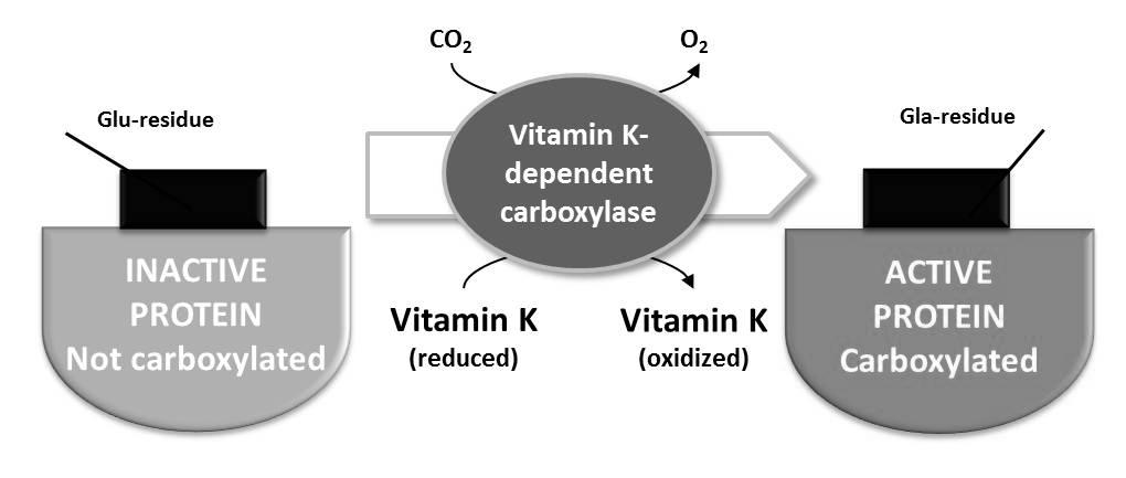 Vitamin K (phylloquinone ) (in green vegetables) Serves as a cofactor in the γ-carboxylation of glutamic acid residues (post-translational processing) on various proteins concerned with blood