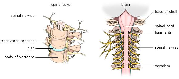Spinal Cord The spinal cord is made of nerve tissue and is surrounded by cerebrospinal fluid and the vertebrae.