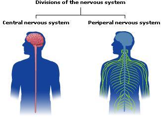 The Nervous System The spinal cord carries messages from the brain to the rest of the body.
