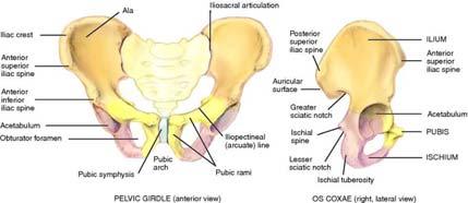 Skeletal system Abdominopelvic cavity
