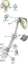 40 Skeletal system Joints Ball and socket