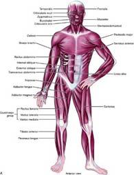 Muscular system Tissue can contract Gives the