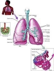 49 Respiratory system Muscles