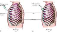 Respiratory system Accessory muscles of