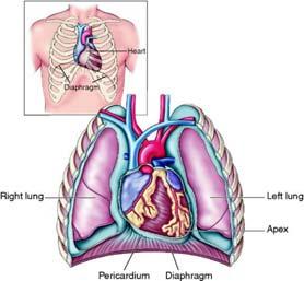 Circulatory system Heart