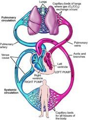 67 Circulatory system Valves,