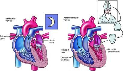 - ventricles contract