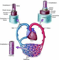 Circulatory system Blood vessels Branching network Arteries Arterioles Capillaries Veins Major veins 70 Circulatory system Blood