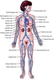Circulatory system Blood vessels Major veins
