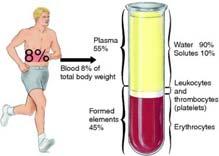 80 Circulatory system Blood Average adult: 5 to 6