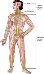 88 Nervous system Central nervous system Receives information about external environment and internal body function Organizes, analyzes, formulates response to direct activities of organs, muscles,