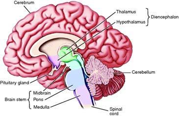 91 Nervous system Central nervous system Cerebrum Largest, most superior portion Divided into