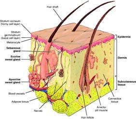 Integumentary system Mucous membranes Skin within body orifice changes character Subcutaneous tissues Fat layer and connective tissue beneath skin 100 101