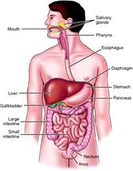 106 Urinary system Kidneys,