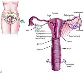 Lymphatic system Lymph nodes Tonsils Spleen Thymus gland Lymph vessels transport fluid from tissues Blood vessels