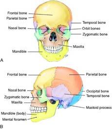 Skeletal system Skull Cranium,