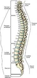 Skeletal system Spinal column Vertebrae Cervical Thoracic Lumbar Sacral Coccygeal Spinal canal 25 26 Skeletal system Thoracic cavity Rib cage Surrounds, provides