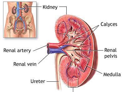 Ileus Peritonitis Pancreatitis Liver dysfunction Bilirubin > 1.2 INR > 1.