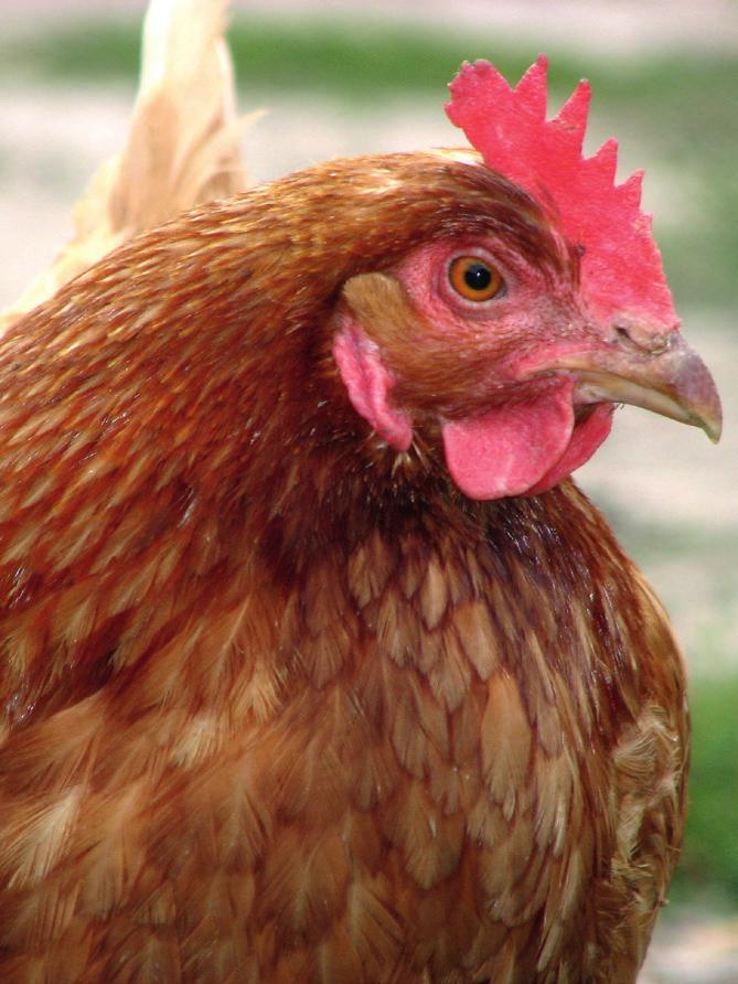 6 Beneficial effects have been observed from the use of LIPIDOL in all species Results of LIPIDOL use in ANIMAL NUTRITION POULTRY * Various experimental tests performed with Lipidol in broiler