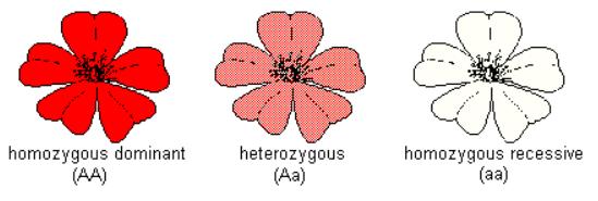 18q Loss of Heterozygosity 79 Other Gene Testing http://www.ambrygen.