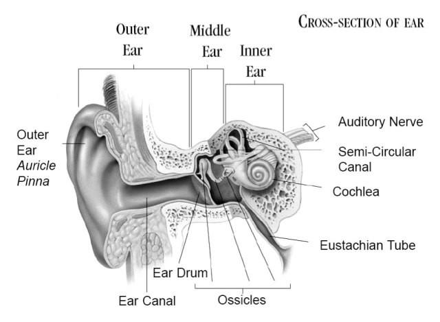As a side-note, torso effects, also referred to as shoulder echo, were examined during this course of study and were found to have little significance in localization performance.