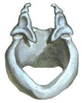 Lamina of cricoid cartilage