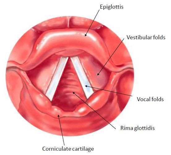 Laryngeal Cavity: 1. Vestibule: from inlet to vestibular folds. 2. Ventriclea (sinus): between vestibular folds. 3. Infraglottic: from vocal folds to cricoid cartilage.