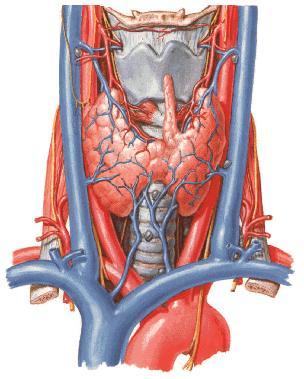 Right internal jugular vein Superior