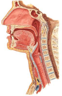 Frontal sinus Nasal roof Nasal cavity Nares Sphenoidal sinus Choanae Pharyngeal tonsil Nasopharynx Nasal