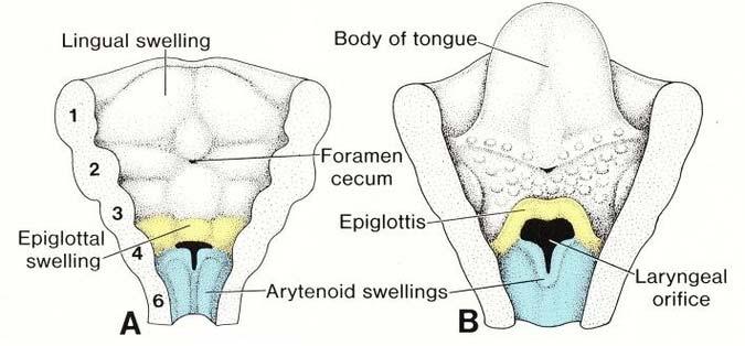 Laryngeal embryology