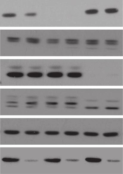 A 1 2 3 4 5 6 B p-akt Tot Akt p-erk1/2 Tot Erk1/2 GAPDH 3 H-Thymidine incorporation (cpm/µg protein) 3500 3000
