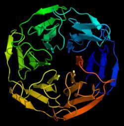 The human Keap-1/Nrf2 axis Keap-1: Kelch-like ECH-associated protein 1 624 amino acids long, has 27 Cys residues.