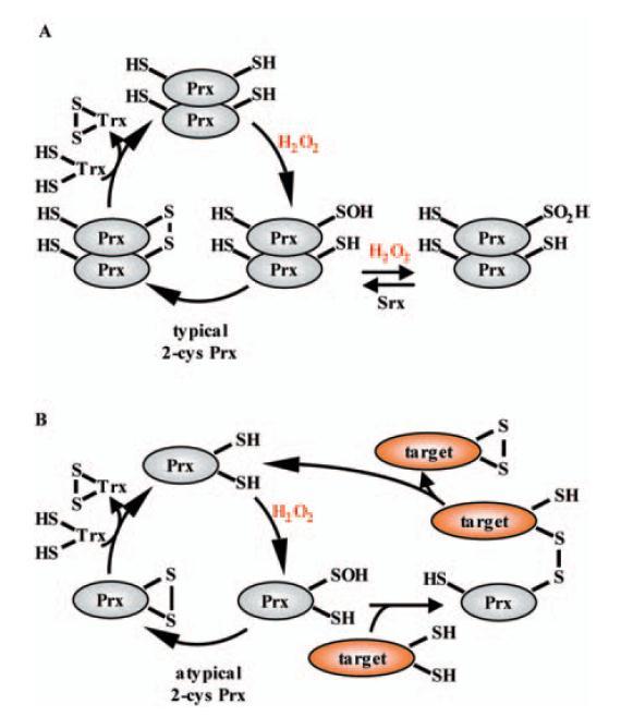Mechanism by which peroxidases may mediate signaling events Peroxiredoxins as antioxidant enzymes, removing H2O2 using the Trx system From: The Dual Functions of Thiol- Based Peroxidases in H2O2