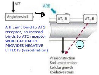 Lecture 39 DRUGS AFFECTING RAAS B-Rod ANGIOTENSIN RECEPTOR BLOCKERS: -artans ANGIOTENSIN II RECEPTORS: Two main receptor types: AT 1 & AT 2 Most known actions of AT II