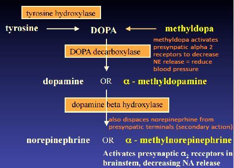 Lecture 39 OTHER ANTI HYPERTENSIVE DRUGS B-Rod CENTRAL NERVOUS SYSTEM: CLONIDINE: Stimulates α2