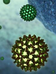 Hepatitis B and C - prevention (cont.