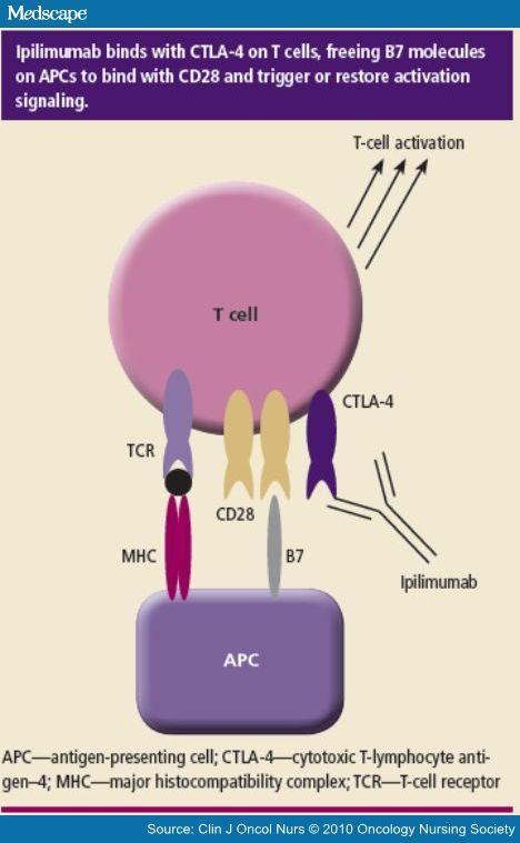 Ipilimumab monoclonal IgG1 antibody inhibits CTLA-4 antigen (cytotoxic T-lymphocyte-associated antigen 4) on the surface of lymphocyte T