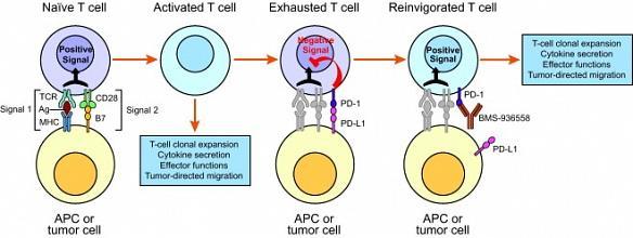 PD1-antibodies: mechanism of action PD1-antibody blocks interaction between PD-1 and