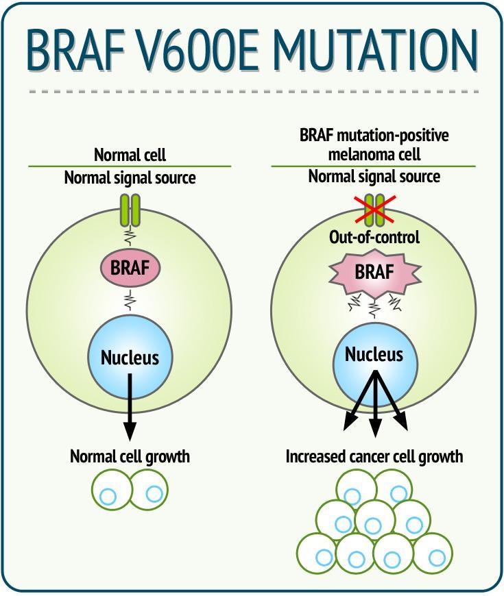 BRAF is a serine/threonine growth signal transduction protein kinase which plays an important role in the RAS/RAF/MEK/ERK pathway and directs cell division, proliferation and secretion Somatic