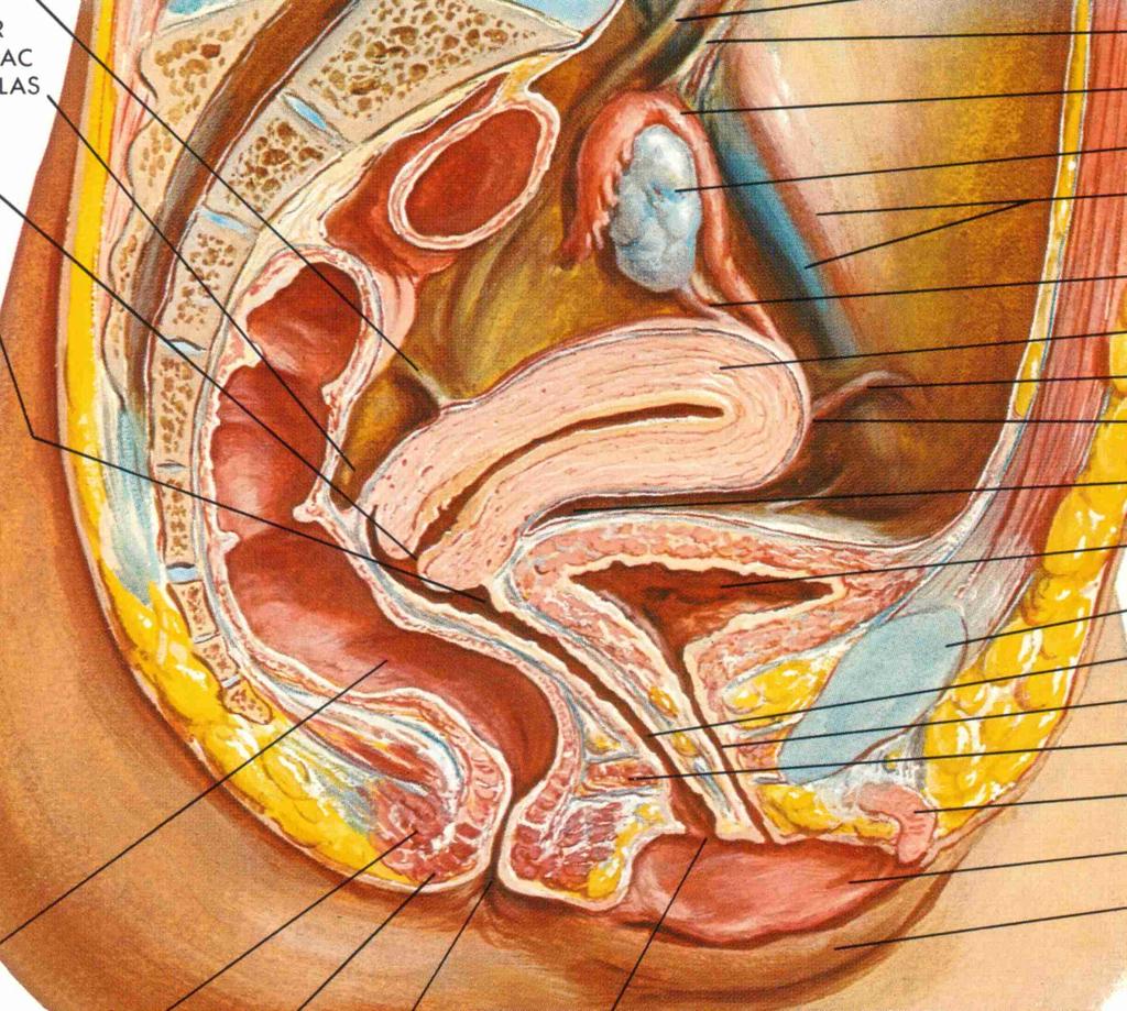 Relationships Uterus and cervix Pelvic lymph nodes