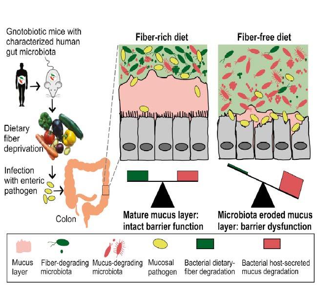 A Dietary Fiber Deprived Gut Microbiota Degrades the Colonic Mucus Barrier and Enhances Pathogen Susceptibility Mice fed a high fiber diet have more fiber degrading bacteria, a thick mucus lining and