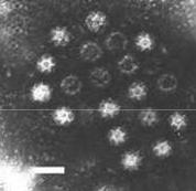 hepatitis Food- & water-borne transmission ADENOVIRUSES: ~80 nm diameter; DS-DNA; no